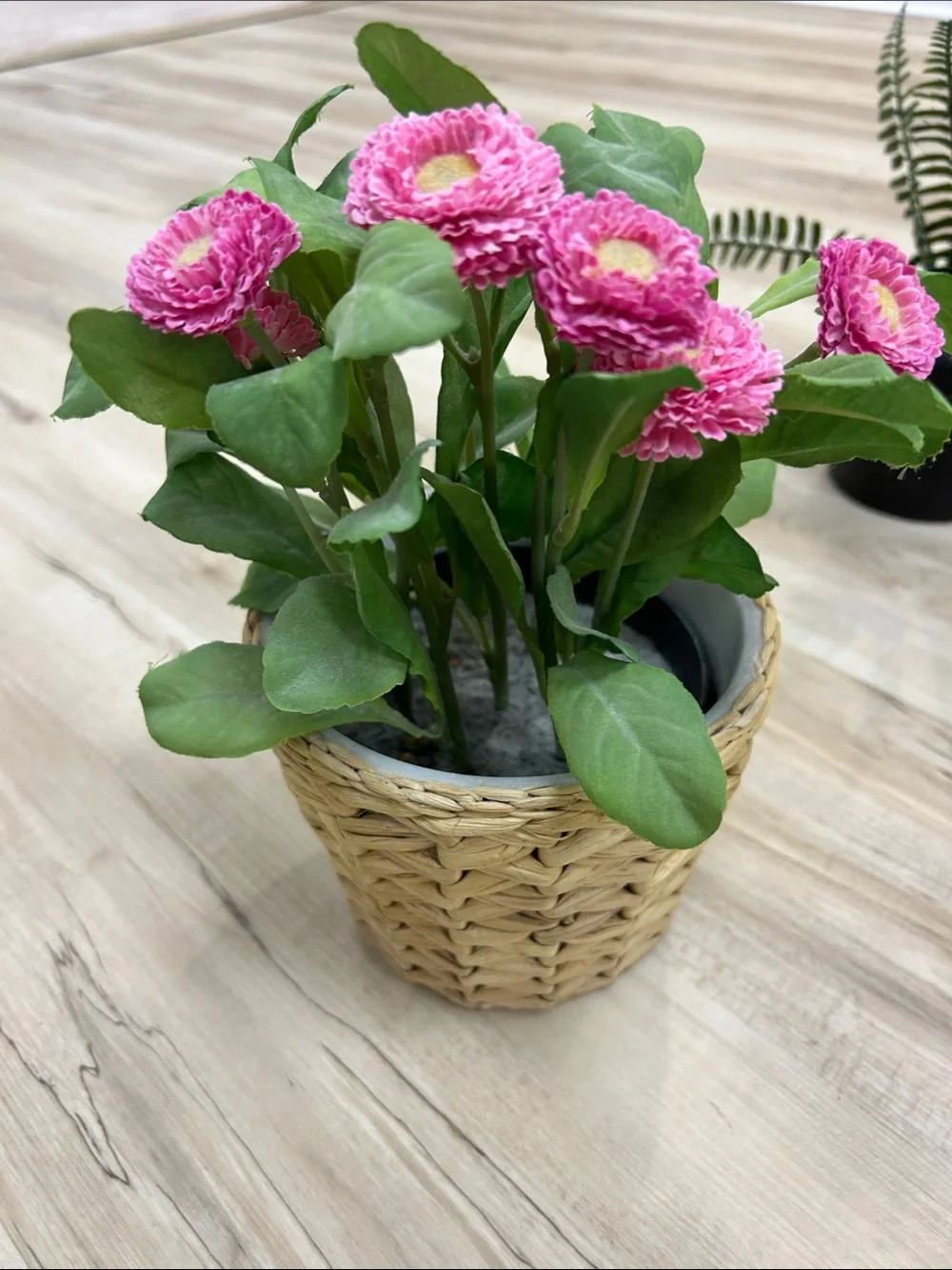 Assorted Artificial Pink and White Daisy Potted Plant set